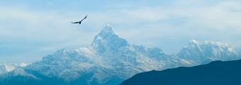 Eagle by a mountain